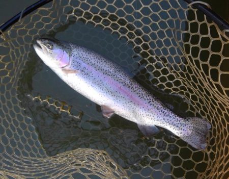 大安トラウトレイク 釣果